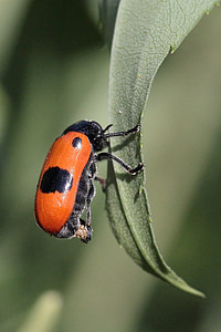 hoja, Escarabajo de la, puesta de huevos, insectos, naturaleza, Close-up, animal