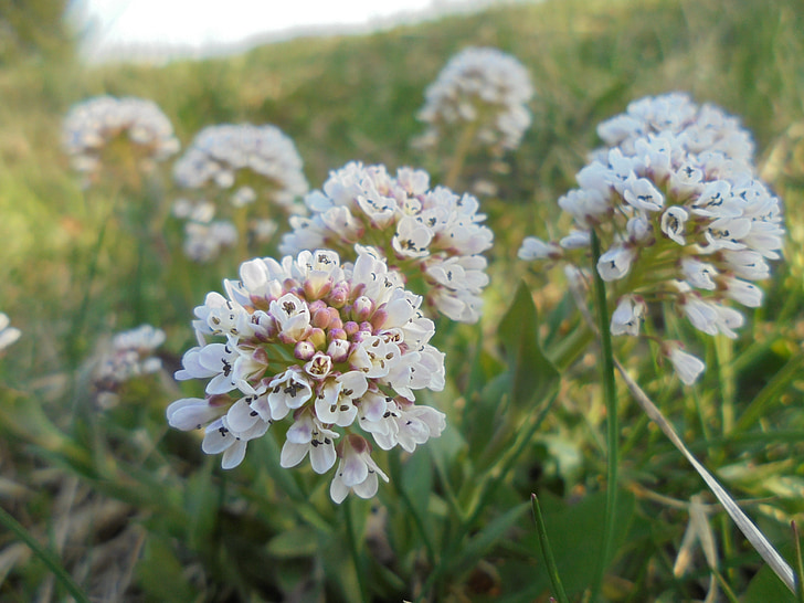 flower, white, plant, green, nature, spring