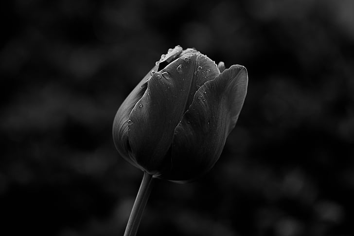 Tulip, макрос, schnittblume, закрити, завод, квітка, цвітіння