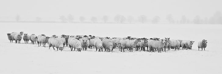 зимни, сняг, овце, животни, студено, сезон, природата