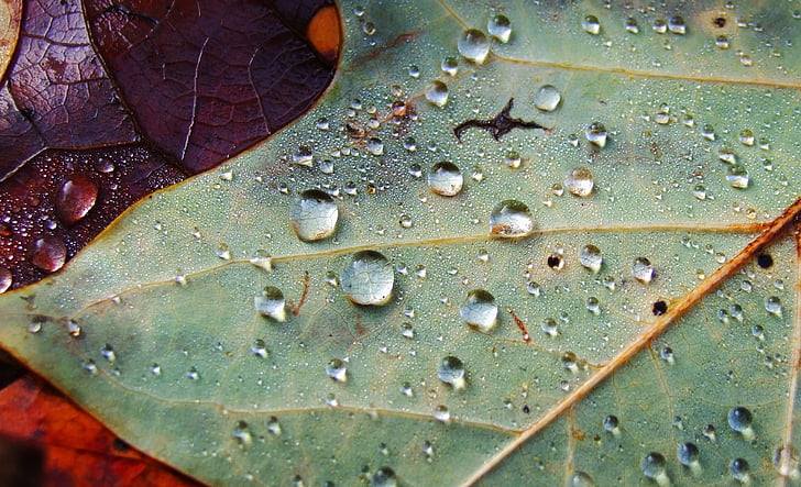 Leaf, Drip, kvapky vody, makro, listy, dážď, mokré