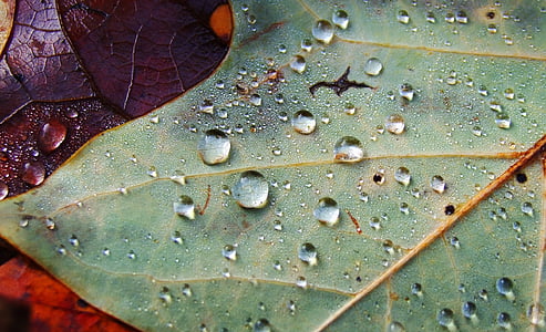 folha, gotejamento, gota de água, macro, folhas, chuva, molhado