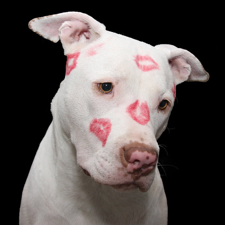 pit-bull, chien, Pitbull, Saint-Valentin, Saint-Valentin, Staffordshire, chiot
