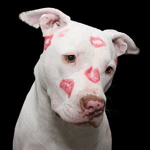 pit bull, pes, Pitbull, Valentýna, valentinky den, Staffordshire, dorost