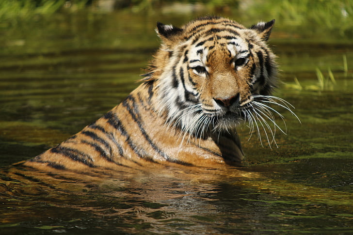 Tigre siberiano, agua, nadar, gato, Tigre, Tiergarten schönbrunn, Parque zoológico