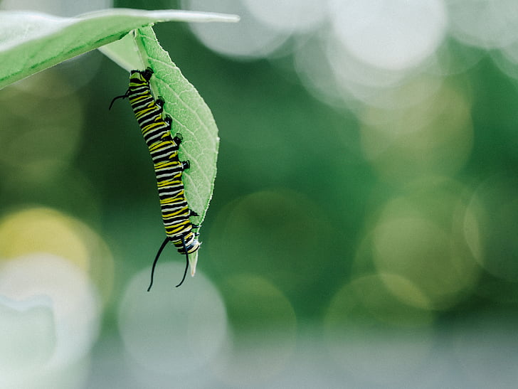 bokeh, caterpillar, close-up, green, insect, larvae, leaves