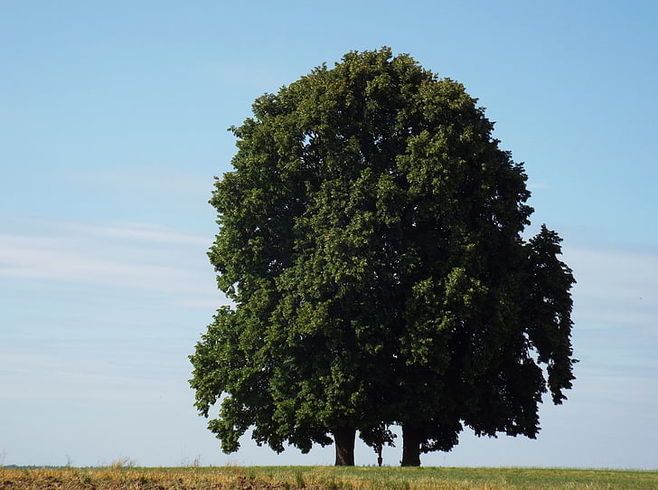 дерево, oberschönenfeld, Природа, самотній дерево, краєвид, Синє небо, на відкритому повітрі