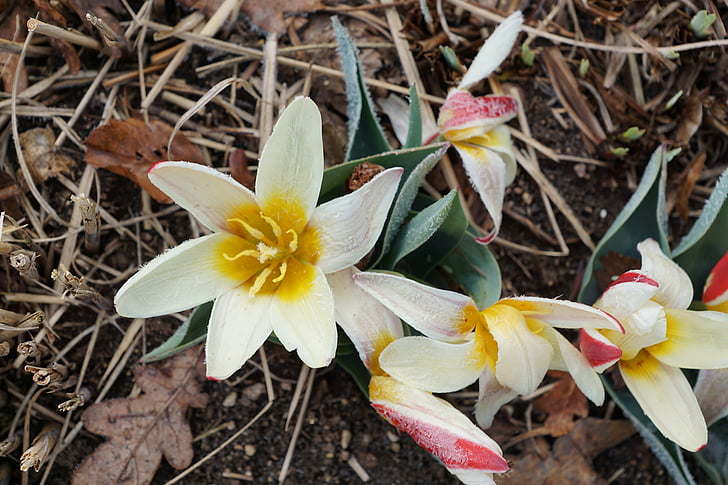 Tulipa, flor, planta, flor, flor, Primavera, frio