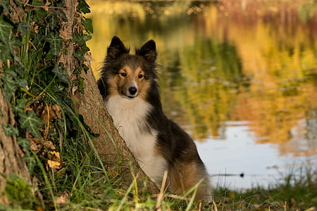 dog, sheltie, tree, pond, close, animal, pets