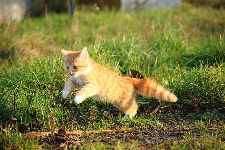 кошка, котенок, Детские кот, молодой Кот, красный Кот, Домашняя кошка, трава