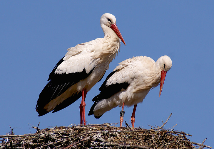 stork, bird, birds, nest, storchennest, nature, plumage