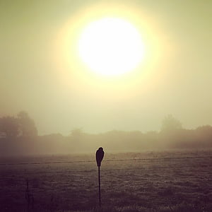 raising sun, falcon, prairie, sun