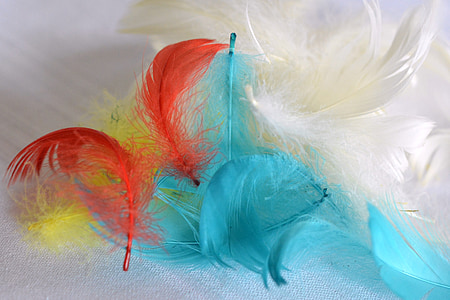 pen, feathers, colored feathers, ornaments, colorful, colored