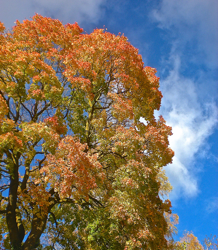 秋, ツリー, イエロー, 自然, 空の青, 葉の青い空, リーフ