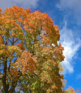 mùa thu, cây, màu vàng, Thiên nhiên, bầu trời xanh, lá màu xanh bầu trời, lá