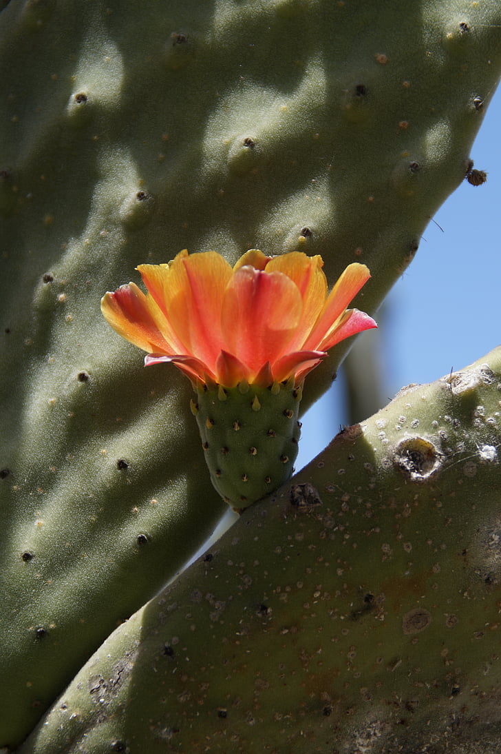 cactus, flor de cactus, naranja, flor, floración, cerrar, Espinosa