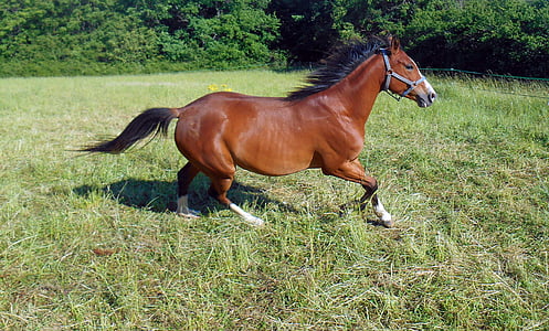 cavalo, puro sangue árabe, criação de animais, égua, equino, galope, velocidade