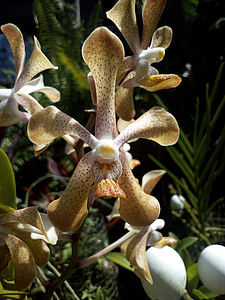 Příroda, květiny, Cattleya., květiny Cattleya., hnědá, orchideje