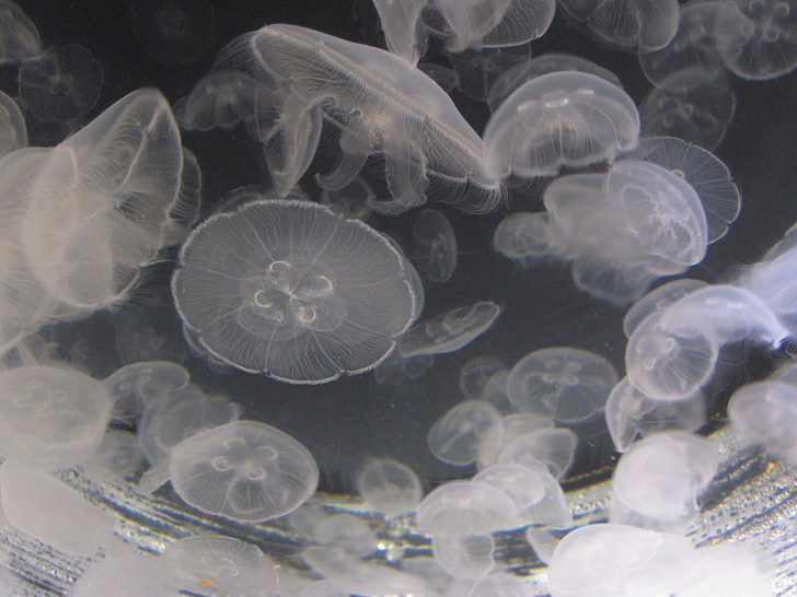 méduses, eau, méduse, Aquarium, Créature :, Marine