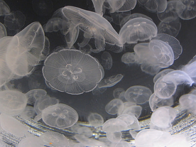 meduze, apa, meduze, acvariu, creatura, marină