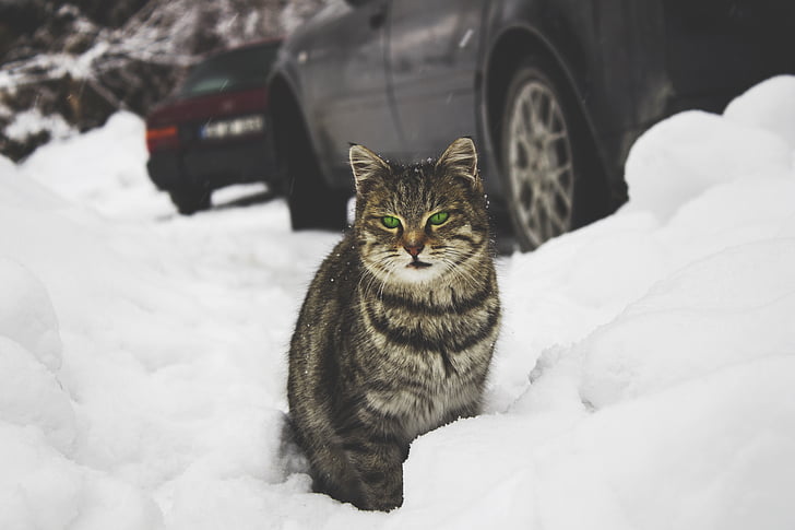 burvīga, dzīvnieku, lielais kaķis, automašīnas, kaķis, tuvplāns, auksti