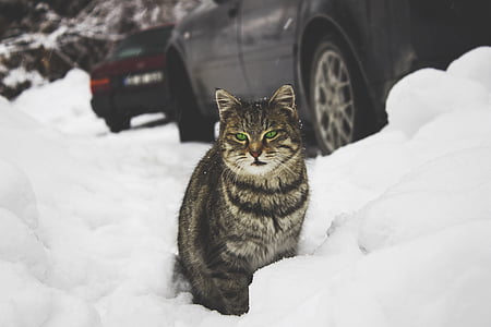 adorable, animal, big cat, cars, cat, close-up, cold