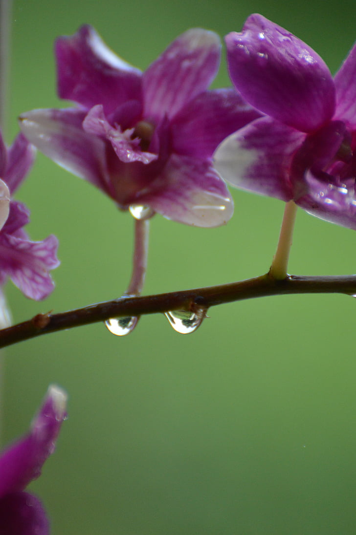 Orchid, regn, lilla, dråber