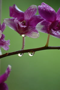 Orchid, regn, lila, droppar