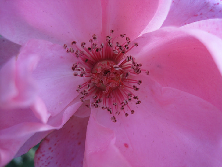 puķe, slējās, Bloom, rozā, mīksts, maiga, centrs