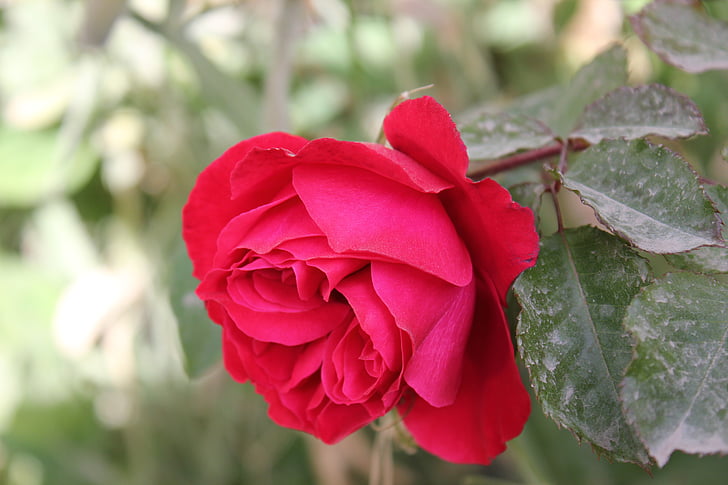Rosa, liefde, bloem