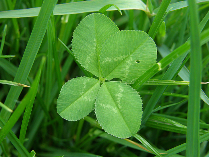 four leaf clover, luck, green, nature, lucky clover