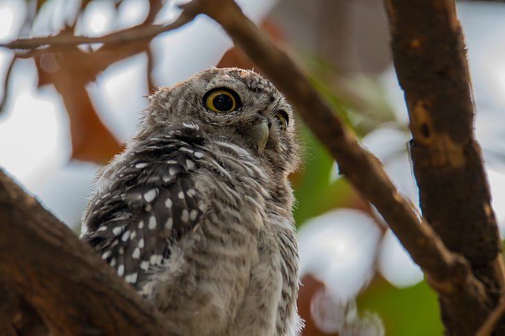 the spotted owlet, athene brama, spotted owlet, bird, southeast asia bird, owlet, one animal