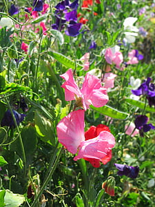 Lathyrus, enredadera, planta, naturaleza, flores, jardín, verano