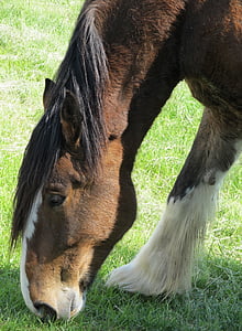Clydesdale, cavallo, al pascolo, azienda agricola, razza pura, equino, Yearling