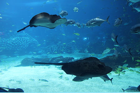 marine aquarium, Leben im Meer, Fisch