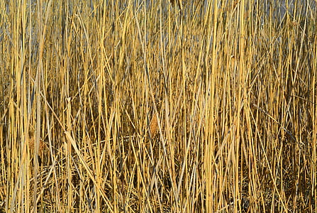 Reed, natur, dammen anlegget, Bank, Flora, naturvern, tørr