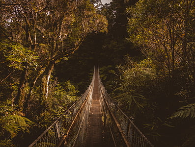 adventure, branch, bridge, daylight, fall, forest, guidance