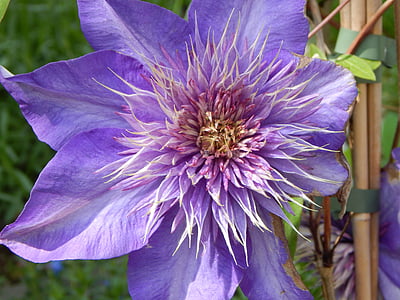 bloem, Clematis, Tuin, zomer, Blossom, Bloom, paars