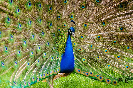 eläinten, eläinten valokuvausta, Kaunis, lintu, värikäs, värikäs, höyhenet