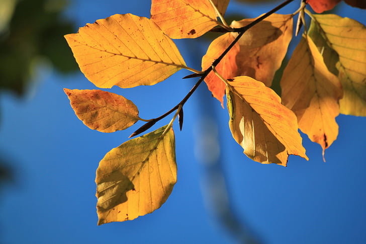 bērzs, dižskabāržu lapās, rudenī zaļumiem, rudens krāsas, krāsains lapas, rudens, Leaf
