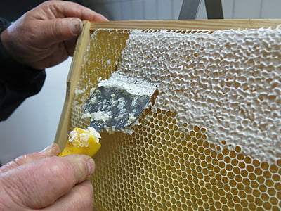 honey, honeycomb, uncapping, frames, pike perch, beekeeper, bee