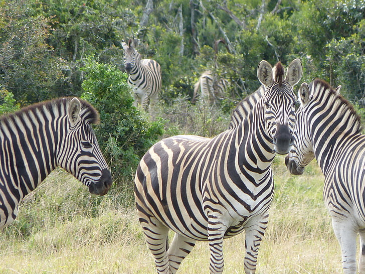 zebror, Safari, Kruger nationalpark, Zebra, Afrika, vilda djur, Safari djur