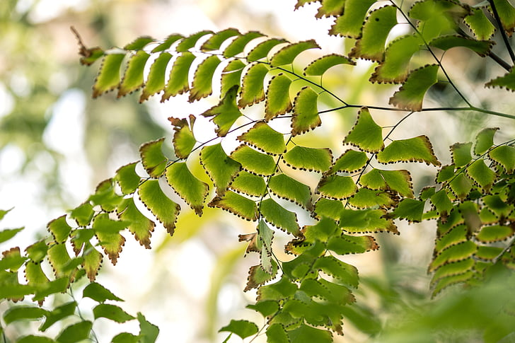 Grün, Blätter, Tropic, in der Nähe, Makro, Detail, Licht