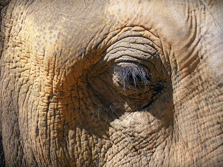 olho, olho do elefante, pele, pestanas, enrugado, elefante, animal