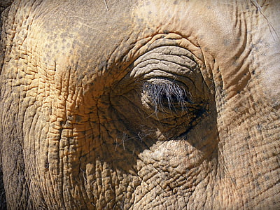 ojo, ojo de elefante, piel, pestañas, arrugada, elefante, animal