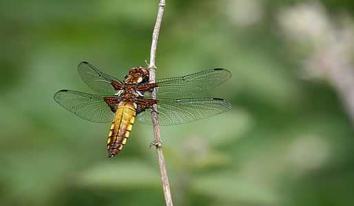 Dragonfly, insect, natuur, zat, vleugels, dier, dierlijke vleugel