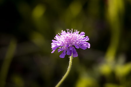 Sords-skabiose, scabiosa columbaria, caprifoliaceae, flor, violeta, porpra, flor punxegut