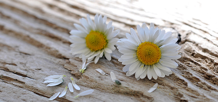 daisy, flowers, pointed flower, white-yellow, wood, close
