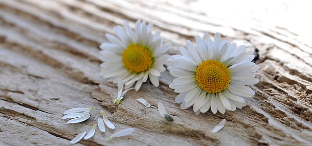 Daisy, bunga, menunjuk bunga, putih-kuning, kayu, Tutup