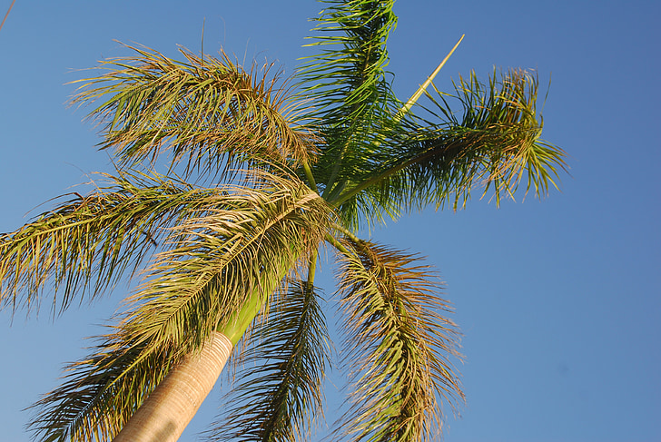tropical, árbol, azul, cielo, al aire libre, verde, soleado